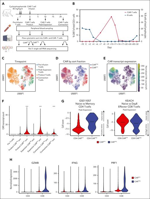 NHP model of CAR T-cell therapy reveals CD8+ CARneg T cells with an activation signature. (A) Schematic of sample preparation: T cells, CARpos, and CARneg cells were flow cytometrically sorted before infusion, from the product, at day 10 (peak expansion) and day 14 (the start of CAR T-cell contraction), and prepared for scRNA-seq and scTCR-seq. (B) CAR T-cell expansion and B-cell aplasia were tracked in animal R.315. (C) Uniform manifold approximation and projection (UMAP) with Leiden clustering of the scRNA-seq data set, colored by the time point. (D) UMAP of the scRNA-seq data set colored by flow cytometrically sorted CARpos and CARneg cells. (E) UMAP of the scRNA-seq data set, colored by the normalized CAR transcript counts. (F) Unadjusted CAR transcript counts in the sorted CARpos and CARneg populations. (G) decoupleR weighted sum (WSUM) analysis of a naïve vs memory gene signature in CD4+ CARpos and CARneg T cells and a naïve vs effector gene signature in CD8+ CARpos and CARneg T cells, with the analysis performed with cells isolated at the time of peak expansion. (H) Violin plots of normalized expression of the CD8+ effector molecules granzyme B (GZMB), IFN-γ, and perforin 1 (PRF1) in CD4+ and CD8+ CARpos and CARneg T cells.