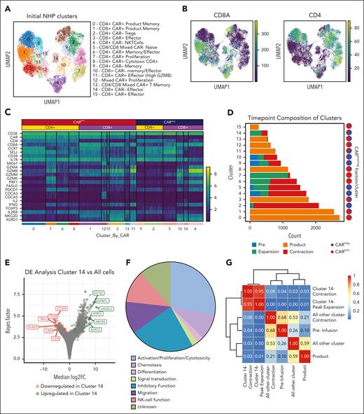 Identification of CD8+ bystander signature in the NHP model. (A) UMAP with Leiden clustering from NHP recipient R.315. Sixteen clusters are denoted by colors and labeled with inferred cell states. (B) UMAP with normalized CD8a and CD4 expression. (C) Heat map demonstrating normalized and log-scaled expression of selected T-cell activation, effector, and known bystander genes. (D) Cluster composition based on the time point of sample collection. (E) Differential expression of the bystander cluster (cluster 14) vs all other clusters in the data set. The top 6 upregulated (green) and downregulated (red) genes by median log2 fold change are labeled. (F) The 42 genes that exhibited upregulation in bystander signature 1 were classified based on their proposed function in T cells. (G) Heat map of Morisita index for all samples, comparing cluster 14 cells (at contraction and peak expansion) with all other cells using the clonotype ID inferred by Cell Ranger to group cells into clones.