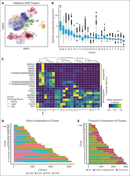 Bystander CAR T cells can be detected in a validation cohort of 4 additional NHP. (A) UMAP with shared nearest-neighbor clustering across 4 additional animals, colored to identify 23 transcriptional clusters. (B) Bystander score determined by applying bystander signature 1 to each cluster using decoupleR. (C) Heat map of row-scaled normalized expression averaged across each cluster for the top 10 upregulated and downregulated genes identified in bystander signature 1. (D) Composition of each cluster by animal, with an arrow highlighting cluster 22, the cluster with the highest signature score when applying bystander signature 1. (E) Composition of clusters based on sample collection time point, with an arrow highlighting cluster 22, the cluster with the highest signature score when applying bystander signature 1.