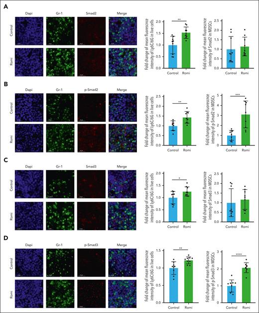 Platelet-associated TGF-β1 affected the TGF-β/Smad pathway in active-ITP mice. Immunofluorescence images of femurs from control and Romi-treated mice. (A) MFI of Ly6C/6G in live cells and Smad2 in Gr-1+ cells. (B) MFI of Ly6C/6G in live cells, and p-Smad2 in Gr-1+ cells. (C) MFI of Ly6C/6G in live cells and Smad3 in Gr-1+ cells. (D) MFI of Ly6C/6G in live cells and p-Smad3 in Gr-1+ cells.