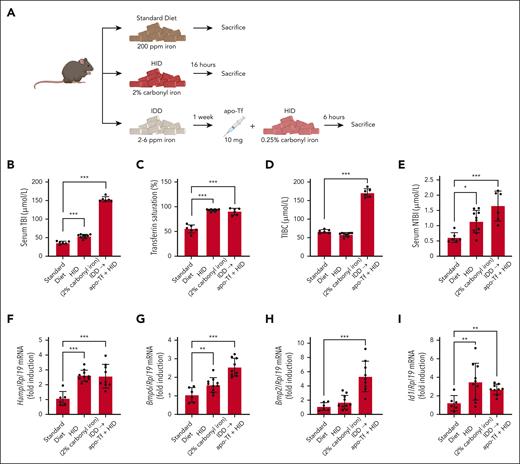 Apo-Tf injection exacerbates responses to dietary iron loading and promotes NTBI formation in mice fed a high-iron diet. (A) Schematic experimental outline. Male 7- to 8-week-old Tfrcfl/fl mice (n = 6-10 per group) were fed a standard diet (200 ppm iron), iron-deficient diet (IDD; 2-6 ppm iron), or HID (2% or 0.25% carbonyl iron), as described by Charlebois et al.2 Where indicated, the mice were injected intravenously (tail vein) with 10 mg apo-Tf. At the end point, the animals were sacrificed; serum was prepared, and livers were harvested for biochemical analysis. (B) Serum TBI. (C) Transferrin saturation. (D) Total iron-binding capacity (TIBC). (E) NTBI. (F-I) Quantitative polymerase chain reaction analysis of liver Hamp, Bmp6, Bmp2, and Id1 mRNAs. Serum data (B-E) are represented as mean ± SEM; gene expression data (F-I) are represented as geometric mean ± geometric SD. Statistical differences (P < .05) were determined using 1-way analysis of variance. ∗P < .05, ∗∗P < .01, and ∗∗∗P < .001.