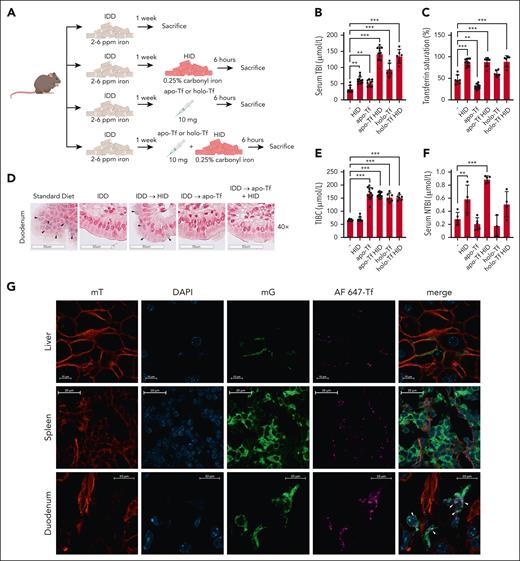 Excess circulating apo-Tf enhances dietary iron absorption, whereas injected fluorescent-conjugated transferrin colocalizes with lamina propria macrophages. (A) Schematic experimental outline. Male 7- to 8-week-old wild-type (C57BL/6) mice (n = 6-10 per group) were fed an IDD (2-6 ppm iron) for 1 week. Afterwards, they were switched to an HID (0.25% carbonyl iron) and/or injected intravenously (tail vein) with 10 mg apo-Tf or holo-Tf. After 6 hours, the animals were sacrificed; serum was prepared and used for analysis of iron indexes; duodenal sections were prepared and used for histologic analysis of iron. (B) Serum TBI. (C) Transferrin saturation. (D) Histologic detection of iron deposits in enterocytes by Perls staining (black arrowheads); a section from a mouse on standard diet was used as control. (E) TIBC. (F) NTBI. (G) Rosa26mT-mG/+;LysM-Cre reporter mice were generated by breeding Rosa26mT-mG/+ (see Charlebois et al2) and LysM-Cre animals. The reporter mice were injected with 10 mg apo-Tf spiked with 100 μg Alexa Fluor 647 (AF647)–conjugated transferrin. After 30 minutes, the animals were sacrificed, and tissues were collected. Frozen liver (top) and duodenal (bottom) sections were analyzed by fluorescent confocal microscopy; DAPI (4′,6-diamidino-2-phenylindole) staining was used for nuclear visualization. Signal corresponding to mT (membrane-targeted tandem dimer Tomato) is shown in red; DAPI in blue, mG (membrane-targeted enhanced green fluorescent protein) in green, and AF647-Tf in pink. Merged images are shown on the right panels; white arrowheads indicate colocalization of AF647-Tf with green macrophages. Scale bars, 20 or 10 μm. Serum data (B-E) are represented as mean ± SEM. Statistical differences (P < .05) were determined using 1-way analysis of variance, except the comparison between “-” and “apo-Tf” groups (B), which was done by the unpaired Student t test. ∗∗P < .01, ∗∗∗P < .001.