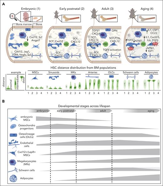 The evolving composition of the BM niche for HSCs from embryonic development to advanced aging. (A) Graphical overview of the cellular and molecular 3-dimensional organization of the HSC niche (upper panel) as well as the HSC distance distribution from putative BM niche populations across life span (lower panel; embryonic: 1; early postnatal: 2; adult: 3; aging: 4). Corresponding factors are in capital letters when protein data are available or in small letters for transcriptomic data. Arrows indicate increase or decrease in expression compared with the adult stage. Topographic maps illustrate the distance distribution of HSCs from putative BM niche populations, with dark green contour areas marking the distance bin where most HSCs are located (lower panel). An example of the expected distance distribution for BM populations being close (proximal) or far away (distal) from HSCs is shown (lower left panel). Transparent topographic maps marked with a question mark represent HSC-niche associations that remain unknown. (B) Graphical representation of dynamic changes in the cellular composition and relative frequency of key BM populations across life span. The thickness of the displayed 2-dimensional shape corresponds to the relative frequency of the respective population per age group. Some populations are frequent at the embryo stage but decrease during adulthood (osteo-chondrocyte progenitors and embryonic MSCs), whereas others increase in adulthood or during aging. A gray shape has been added for Schwann cells to demonstrate contradictory findings. Angpt1, angiopoietin 1; Csf1, colony-stimulating factor 1; Cxcl12, C-X-C motif chemokine ligand 12; CCL5, C-C motif chemokine ligand 5; Dll4, delta like ligand 4; IGF1, insulin-like growth factor 1; Jag1, jagged-1; OPN, osteopontin; PTN, pleiotrophin; ROS, reactive oxygen species; Scf, stem cell factor.