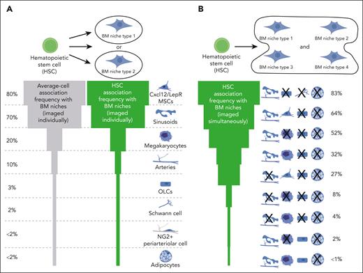 Quantification of the spatial associations between homeostatic HSCs and their BM niches. (A) Most imaging studies have quantified HSC localization in relation to individual BM niche population per sample (upper panel). BM niche populations are ranked based on the frequency of HSCs found in their immediate proximity (higher frequency at the top, green shape). To account for the relative abundance of displayed populations, the association frequency of average cells (usually calculated by random dots) is also shown (gray shape). For example, Cxcl12+/LepR+ MSCs are placed at the top, because >80% of both adult HSCs and average cells locate next to them due to the dense MSC network and tissue abundance. (B) Quantification of anatomical HSC association with multiple BM niche populations imaged simultaneously on the same sample is essential to unravel the complexity of the BM HSC niche (10 μm distance). NG2, chondroitin sulfate proteoglycan 4.