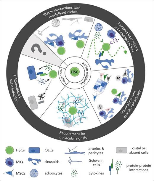 Possible scenarios for the underlying mechanism governing the spatial and functional interactions between HSCs and their BM niches. Graphical overview of different mechanisms of HSC-niche interactions requiring active HSC migration or niche induction. One proposed mechanism suggests that HSCs actively migrate toward spatially distinct, predefined BM locations and establish stable cell-cell interactions with specific niche populations (blue), whereas other BM niches are distally located and may regulate HSC behavior via secreted factors (gray). Alternatively, HSCs actively migrate and establish transient interactions with defined BM niches in spatially distinct locations or only require exposure to immobilized molecular signals (depending on HSC motility). Considering the transcriptional heterogeneity of BM populations, HSCs may interact with spatially and functionally distinct BM subpopulations, which are currently unknown. In addition, HSCs may induce their own niche by transcriptionally reprogram their neighboring BM populations into functional HSC niches. A combination of these mechanisms or the presence of additional scenarios is also possible (marked by the question mark).