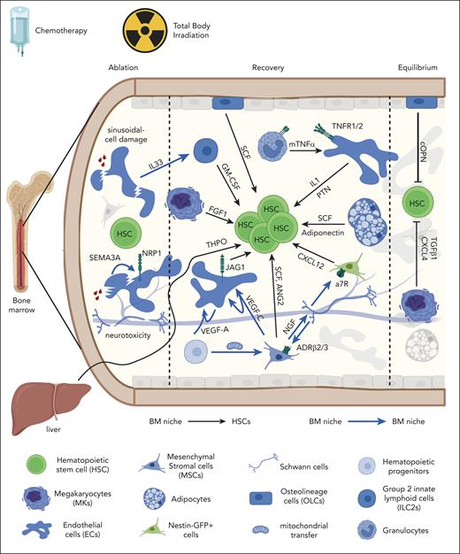 Dynamic adaptation of BM niches supporting hematopoietic recovery after cytotoxic conditioning (chemotherapy or TBI). Cellular and molecular composition of BM niche signals supporting HSCs (black arrows) or other BM niches (blue arrows) during ablation, recovery, and return-to-equilibrium phases. Effects on BM niches are mentioned (sinusoidal-cell damage and neurotoxicity). BM niche populations are mentioned on the legend (lower panel). a7R, alpha-7 nicotinic receptor; cOPN, cleaved osteopontin; FGF1, fibroblast growth factor 1; GM-CSF, granulocyte-macrophage colony-stimulating factor; Jag1, jagged-1; mTNF-α, membrane bound tumor necrosis factor α; NGF, nerve growth factor; PTN, pleiotrophin; SCF, stem cell factor; THPO, thrombopoietin; TNFR, TNF receptor.