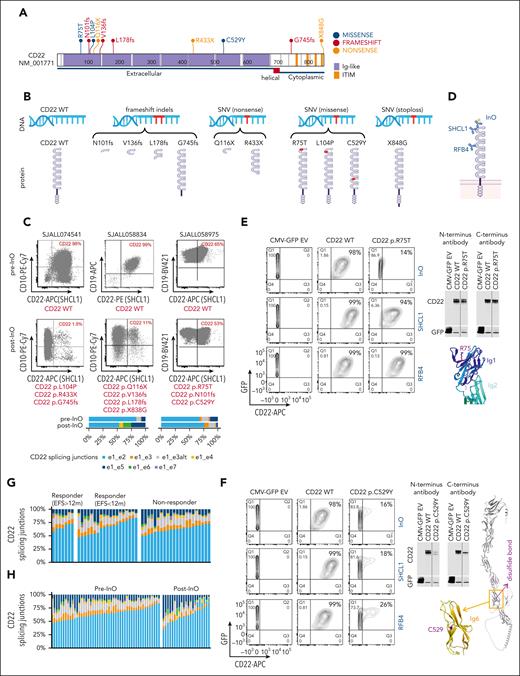 Multiple mechanisms of CD22 antigen escape. (A) Protein domain plot of all the post-InO–acquired CD22 mutations (n = 10) identified in this cohort. (B) WT and predicted mutant CD22 protein structures. Group by mutation type. (C) Clinical flow cytometry plots of paired pre- and post-InO patient samples. CD22 status (WT or mutations) was labeled below each flow plot. The relative abundance of alternative splicing of CD22 e1 was depicted as stacking plots at the bottom. e1_e2 was the canonical splicing junction, and e1_e3, e1_e3alt, e1_e4, e1_e5, e1_e6, and e1_e7 were alternative splicing junctions. (D) Antibodies directed to different CD22 epitopes. InO and SHCL1 that bind the first Ig domain of CD22, and RFB4 that bind the third. (E-F) Functional characterization of CD22 p.R75T and p.C529Y. CD22 protein expression (by western blot) and binding (by flow cytometry) were performed using antibodies directed to different CD22 epitopes. All controls and CD22 mutants were run in the same experiment of western blot or flow cytometry. The results for CD22 p.R75T and CD22 p.C529Y were presented in seperate panels with the same controls (EV, CD22 WT). (G) Stack plots depicting the relative abundance of alternative splicing of CD22 e1 in pre-InO baseline samples, comparing responders (EFS >12 m and EFS <12 m) and nonresponders. (H) Stack plots depicting the relative abundance of alternative splicing of CD22 e1, comparing pre- and post-InO samples. EV, empty vector; WT, wild-type; m, month.
