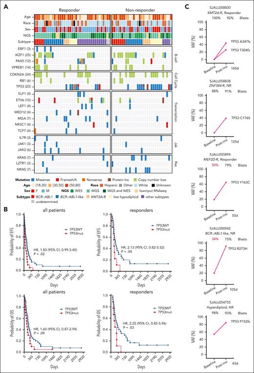 TP53 mutations in primary and acquired resistance to InO. (A) Baseline genomic alterations in major leukemia genes, comparing responders and nonresponders. (B) EFS and overall survival in TP53WT vs TP53mut patients. The elapsed observation time is plotted on the curve as a circle. Symbols for both events and censored observations were plotted so that each subject was shown. The censored observations can be clearly seen as circles along the horizontal portion of the curve. The medians were estimated using the Kaplan-Meier method. P values were determined using the log-rank test. (C) Dynamic changes in TP53 VAF in 5 cases with paired pre- and post-InO samples. The VAF for each mutation is shown along with the sample blast count at the corresponding time point. The time elapsed from the start of InO to treatment failure (R/R) was is in days. CI, confidence interval; HR, hazard ratio; mut, mutation; NGS; next-generation sequencing; WES, whole-exome sequencing; WGS, whole-genome sequencing; WT, wild-type.