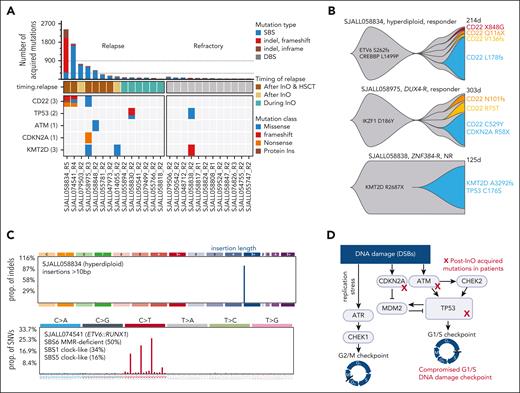 Post-InO–acquired determinants of resistance. (A) Number (top plot) and OncoPrint (bottom plot) of post-InO–acquired mutations. For each patient, acquired mutations were mutations present in post-InO but not in pre-InO. The dotted lines (at 300 and 900, number of post-InO–acquired mutations) were used as cutoff to divide patients into post-InO low-mutators, moderate-mutators, and hyper-mutators. (B) Fish plots showing acquisition of mutations in CD22 and KMT2D. (C) Mutational signatures of post-InO–acquired mutations in the hyper-mutators SJALL058834 (>10 bp insertions) and SJALL074541 (SBS6 and MMR-deficient). (D) A simplified schematic of the compromised G1/S DNA damage checkpoint by acquired mutations in InO-treated patients. SBS, single base substitution; DBS, doublet base substitution; HSCT, hematopoietic stem cell transplantation; NR, nonresponder. Figure created with BioRender.com.