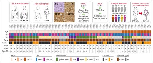 Graphical description of the study design and experimental cohort. Patients eligible for this study were selected according to the criteria defined in the upper panels of this figure. Selected patients had a degree of BM involvement of <25%, age at diagnosis between 1 and 18 years, BCP-LBL cellular morphology, and positivity for terminal deoxynucleotidyltransferase (TdT) and CD19 and/or CD79a. DNA and RNA were extracted from tissue biopsies of selected patients and processed for DNA and RNA next-generation sequencing (NGS) analyses. The results of these analyses were integrated to assign lymphoma subtypes and define molecular differences between the BCP-LBL cohort here described and publicly available data obtained from pediatric patients with BCP-ALL (Brady et al7). The panel below shows for each of the 97 patients information about the age group, sex, and location (Loc.) of the biopsy used for molecular analyses, and if the material was available as FFPE or FF. The figure also shows the tissue processing center (DE, Germany; NL, The Netherlands) and NGS analysis performed (WES, whole exome sequencing; RNA, whole-transcriptome sequencing; EuroCl., targeted sequencing of selected genomic regions using the EuroClonality-NDC Assay).