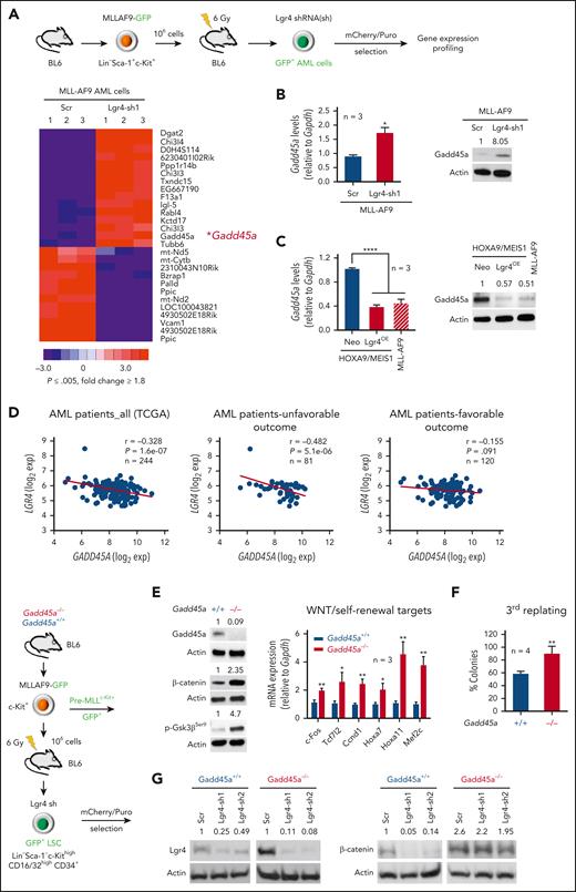 Gadd45a is negatively regulated by Lgr4 and its deletion retains β-catenin activity even in the absence of Lgr4. (A) Heat map analysis of microarray data (n = 3, P ≤ .005, fold change ≥ 1.8) showing differentially expressed genes induced by Lgr4 knockdown in MLL-AF9–induced AML cells. (B) Quantitative polymerase chain reaction (qPCR) (n = 3) and Western blots confirming upregulation of Gadd45a induced by Lgr4 knockdown in MLL-AF9 leukemic cells carrying scrambled control (Scr) vs Lgr4 shRNA1 (sh1). Data are given as mean ± SD. ∗P < .05, unpaired t-test. (C) qPCR (n = 3) and Western blots showing downregulation of Gadd45a induced by Lgr4 overexpression in HOXA9/MEIS1 leukemic cells, compared with endogenous expression of Gadd45a in MLL-AF9 leukemic cells. Data are given as mean ± SD. ∗∗∗∗P < .0001, 1-way analysis of variance (ANOVA). (D) Analysis of TCGA dataset,21,22 revealing the correlation between LGR4 and GADD45A expression in all patients with AML (n = 244, r = −0.328, P = 1.6e-07), patients with AML with unfavorable outcome (n = 81, r = −0.482, P = 5.1e-06), and patients with AML with favorable outcome (n = 120, r = −0.155, P = .091). (E) Western blots confirming efficient Gadd45a knockout with a resultant increase in β-catenin and inactive phospho-Ser9-Gsk3β (p-Gsk3βSer9) in GFP+ pre-MLLc-Kit+ cells. qPCR showing upregulation of Wnt/self-renewal target genes induced by Gadd45a deletion (n = 3). Data are given as mean ± SD. ∗P < .05, ∗∗P < .005, unpaired t-test. (F) Colony formation of Gadd45a−/− vs Gadd45a+/+ pre-MLLc-Kit+ cells. The percentage of colonies (relative to Gadd45a−/−) at the third round of serial replating is shown. n = 4 independent experiments. Data are given as mean ± SD. ∗∗P < .005, unpaired t-test. (G) Western blots confirming efficient Lgr4 knockdown with a resultant change of endogenous β-catenin expression in response to Gadd45a knockout in LSCs (Lin–Sca-1–c-KithighCD16/32highCD34+), flow sorted from the bone marrow (BM) of AML mice following transplantation with pre-MLLc-Kit+ cells.
