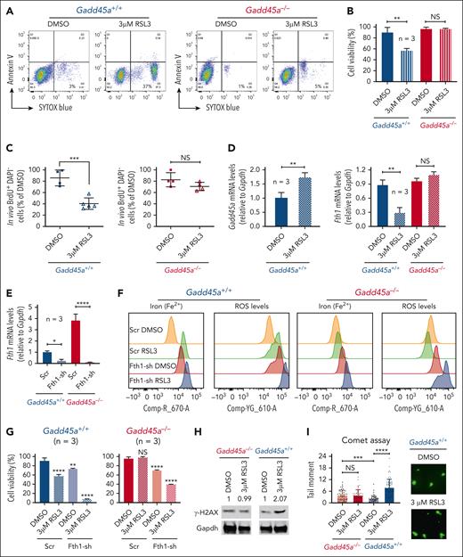 Deletion of GADD45A prevents RSL3-induced ferroptosis and DNA damage through upregulation of FTH1. (A) Flow cytometry dot plots showing the percentage of nonapoptotic or ferroptotic cell death (annexin V negative, SYTOX blue positive; Q3), following treatment of Gadd45a−/− vs Gadd45a+/+ AML LSCs with dimethyl sulfoxide (DMSO) or 3 μM RSL3 for 4 days in methylcellulose. (B) Percentages of viable cells measured by trypan blue exclusion assay in Gadd45a−/− vs Gadd45a+/+ LSCs, following treatment with DMSO or 3 μM RSL3 for 4 days in methylcellulose (n = 3). Data are given as mean ± SD. ∗∗P < .005; NS, not significant (P > .05). Unpaired t-test. (C) In vivo BrdU proliferation assay with dot plots showing the percentage of BrdU+DAPI− leukemic cells engrafted in the mouse bone marrow (BM) at 21 days posttransplantation. Gadd45a−/− vs Gadd45a+/+ LSCs were pretreated ex vivo with DMSO or 3 μM RSL3 for 4 days in methylcellulose, and 1 × 105 GFP+ treated cells were then transplanted into C57BL/6 (BL6) mice for the engraftment of GFP+ LSCs and subsequent in vivo BrdU cell proliferation assay. Data are presented as the mean percentage relative to DMSO ± SD. ∗∗∗P < .0005; NS, not significant (P > .05). Unpaired t-test. (D) Quantitative polymerase chain reaction (qPCR) (n = 3) showing upregulation of Gadd45a and downregulation of Fth1 induced by RSL3 treatment in Gadd45a+/+ LSCs but not in Gadd45a−/− LSCs. Data are given as mean ± SD. ∗∗P < .005; NS, not significant (P > .05), unpaired t-test. (E) qPCR (n = 3) confirming efficient knockdown of Fth1 by shRNA (Fth1-sh) in Gadd45a−/− LSCs and Gadd45a+/+ LSCs. Data are given as mean ± SD. ∗P < .05, ∗∗∗∗P < .0001, unpaired t-test. (F) Flow cytometry histograms illustrating intracellular iron (Fe2+) and ROS levels in Gadd45a−/− vs Gadd45a+/+ LSCs carrying Scr or Fth1-sh, following treatment with DMSO or 3 μM RSL3 for 4 days in methylcellulose. (G) Percentages of viable cells measured by trypan blue exclusion assay in Gadd45a−/− vs Gadd45a+/+ LSCs carrying Scr or Fth1-sh, following treatment with DMSO or 3 μM RSL3 for 4 days in methylcellulose (n = 3). Data are given as mean ± SD. ∗∗P < .005, ∗∗∗∗P < .0001; NS, not significant (P > .05). One-way ANOVA. (H) Western blots showing increased expression of γH2AX induced by RSL3 treatment in Gadd45a+/+ LSCs but not in Gadd45a−/− LSCs. (I) Alkaline comet assay used to quantify the level of DNA-strand breaks illustrating heightened DNA damage (tail moment) in Gadd45a+/+ LSCs treated in methylcellulose with 3 μM RSL3 compared with DMSO. Scatter plots with a bar graph depicting tail moments (a combined measure of tail length and the amount of migrated DNA) calculated using CometScore. Representative fluorescence images showing DAPI-stained single cells after electrophoresis (×20 magnification). During electrophoresis, damaged DNA migrated out of the nucleus toward the anode, forming a comet tail, whereas undamaged DNA remained in the comet head. The comet tail moment represents the extent of DNA damage in individual cells.