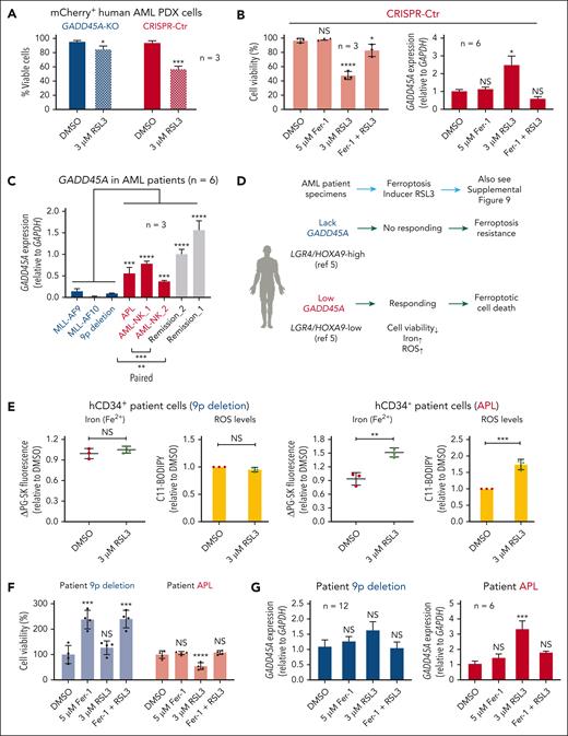 Lack of GADD45A influences the response of primary human AML cells to ferroptosis induction. (A) Percentages of viable cells (DAPI negative) in GADD45A-KO vs CRISPR-Ctr mCherry+ human AML PDX cells, following ex vivo treatment with 3 μM RSL3 for 24 hours. n = 3 independent experiments. Data are given as mean ± SD. ∗P < .05, ∗∗∗P < .0005, unpaired t-test. (B) Percentages of viable (DAPI-negative) mCherry+ human AML cells (n = 3, mean ± SD) and quantitative polymerase chain reaction (qPCR) of GADD45A expression (n = 6, mean ± SEM) in CRISPR-Ctr PDX bone marrow (BM) cells, pretreated ex vivo for 18 hours with 5 μM ferrostatin-1 (Fer-1; ferroptosis inhibitor) and subsequently treated with 3 μM RSL3 (ferroptosis inducer) for an additional 24 hours. ∗P < .05, ∗∗∗∗P < .0001; NS, not significant (P > .05). One-way ANOVA. (C) qPCR showing relative expression levels of GADD45A in primary specimens from patients with AML (n = 6), compared with remission samples (n = 2). Data are given as mean ± SD. n = 3 replicates. ∗∗∗P < .0005, ∗∗∗∗P < .0001, one-way ANOVA. Note: two paired diagnostic/remission samples: AML-NK_1/remission_1 and AML-NK_2/remission_2, showing higher levels of GADD45A at remission than paired diagnosis, consistent with higher expression of GADD45A in normal human BM and CD34+ cells than in MLL-rearranged patients with AML (supplemental Figure 8). (D) Schematic overview of AML patient specimens responding to ferroptosis inducer RSL3 ex vivo. (E) Intracellular ferrous iron (Fe2+) was detected using the fluorescent turn-off sensor Phen Green (PG) SK that is quenched on binding iron, while ROS levels were measured using the lipid peroxidation sensor C11-BODIPY (581/591) that shifts its fluorescence from red (∼590 nm) to green (∼530 nm) on oxidation in hCD34+ primary AML patient specimens, following ex vivo treatment with 3 μM RSL3 for 24 hours. ΔPG-SK revealed the reversed value of PG-SK fluorescence quenching, showing an increased intracellular Fe2+ in hCD34+ cells from a patient with AML with acute promyelocytic leukemia (APL) but not 9p deletion. Data are given as mean ± SD. ∗∗P < .005, ∗∗∗P < .0005; NS, not significant (P > .05). Unpaired t-test. Also see supplemental Figure 9 for additional patient samples examined. (F) Percentages of viable cells (n = 4 replicates, mean ± SD) tested using the alamarBlue assay in primary AML patient specimens pretreated ex vivo for 18 hours with 5 μM Fer-1, followed by treatment with 3 μM RSL3 for an additional 24 hours. ∗∗∗P < .0005, ∗∗∗∗P < .0001; NS, not significant (P > .05). One-way ANOVA. (G) qPCR of GADD45A expression (mean ± SEM) in primary AML patient specimens pretreated ex vivo for 18 hours with 5 μM Fer-1, followed by treatment with 3 μM RSL3 for an additional 24 hours. ∗∗∗P < .0005; NS, not significant (P > .05). One-way ANOVA.