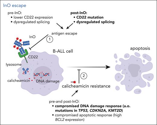 InO escape. Different mechanisms contributing to failure of InO therapy are depicted, particularly (1) antigen escape by alteration of CD22 epitope expression, preventing the antibody-drug conjugate from entering the CD22-positive B cell, and (2) resistance to the drug calicheamicin by compromised DNA damage or apoptotic responses. Mechanisms in bold were observed in the study by Zhao et al.