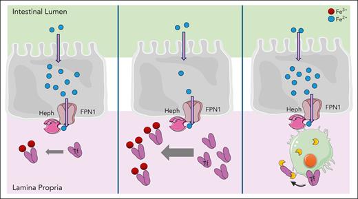 A model for regulation of dietary iron absorption by transferrin (Tf) and macrophages in the duodenum. The presence of apo-Tf allows the efflux from enterocytes via ferroportin (FPN1) and the ferroxidase hephaestin (Heph), which oxidizes Fe2+ to Fe3+ to allow scavenging on Tf (left panel). When more apo-Tf is available, for example by injection of apo-Tf, a higher iron efflux through FPN1 is stimulated by providing more acceptor molecules, shifting the equilibrium (middle panel). Macrophages in the lamina propria can degrade Tf via the action of proteases and thereby reduce iron efflux from enterocytes (right panel).
