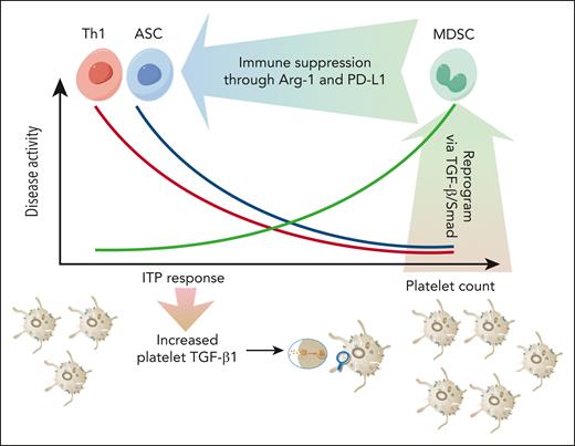 On treatment with TPO-RAs, which results in elevated platelet counts, platelet-derived TGF-β reprograms myeloid-derived suppressor cells (MDSCs) in ITP. This leads to restoration of the immune disbalance in ITP and initiates immunosuppression via MDSC. Figure adapted from Semple and Kapur.8 Arg-1, arginase-1; ASC, antibody-secreting cells; PD-L1, programmed cell death 1 ligand; Th1, T helper cell 1.