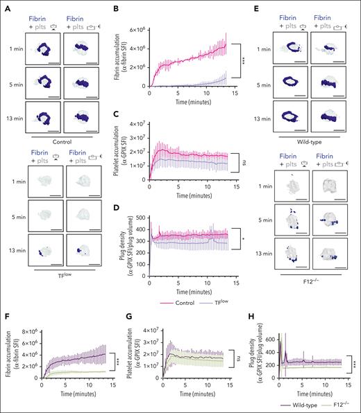 Both TF and FXII are critical for fibrin accumulation at sites of hemostatic plug formation. (A-D) Platelet (anti–GPIX-AF488) and fibrin (anti–fibrin-AF647) accumulation at injury sites in littermate control (top panel) and TFlow mice (bottom panel). (A) Representative images showing surface view for fibrin ring (blue) around platelet plug (gray). (B) Sum fluorescence intensity (SFI) ± standard error of the mean (SEM) for fibrin signal. (TFlow, n = 15 injuries in 3 mice; and control, n = 14 injuries in 3 mice). (C) SFI ± SEM for platelet signal. (TFlow, n = 15 injuries in 3 mice; and control, n = 11 injuries in 3 mice). (D) Plug density as determined by the ratio between anti-GPIX SFI and plug volume. (TFlow, n = 12 injuries in 3 mice; and control, n = 11 injuries in 3 mice). (E-H) Platelet (anti–GPIX-AF488) and fibrin (anti–fibrin-AF647) accumulation at injury sites in WT (top panel) and F12−/−mice (bottom panel). (E) Representative images. (F) SFI ± SEM for fibrin signal. (F12−/−, n = 19 injuries in 4 mice; and WT, n =19 injuries in 3 mice). (G) SFI ± SEM for platelet signal. (F12−/−, n = 22 injuries in 4 mice; and WT, n = 20 injuries in 3 mice). (H) Plug density. (F12−/−, n = 22 injuries in 4 mice; and WT, n = 20 injuries in 3 mice). Statistical significance was determined for fluorescence signals of the last 3D stack acquired during the observation period. ns, not significant; ∗P < .05; ∗∗∗P < .001. Scale bar indicates 50 μm.