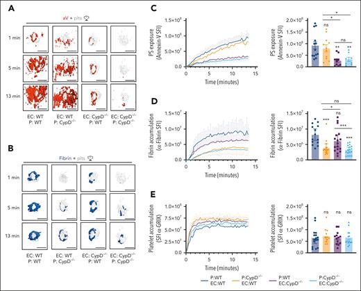 Platelet PS exposure is critical to fibrin accumulation during hemostatic plug formation. Mice expressing CypD in platelets and ECs (EC:WT; P:WT), mice lacking CypD in platelets only (EC:WT; P:CypD−/−), mice expressing CypD in platelets only (EC:CypD−/−; P:WT), or mice lacking CypD in both platelets and endothelium (EC:CypD−/−; P: E:CypD−/−) were generated by adoptive transfer technology (see “Methods”). (A) Surface view for accumulation of PS (aV, red) and platelets (gray) at the indicated time points during hemostatic plug formation in EC:WT; P:WT, EC:WT; P:CypD−/−, EC:CypD−/−; P:WT, or EC:CypD−/−; P: EC:CypD−/−(left to right) mice. (B) Fibrin (anti–fibrin-AF647, blue) and platelet (gray) accumulation at the indicated time points during hemostatic plug formation in the indicated mice. (C-E) SFI ± SEM over time for aV (C), fibrin (D), and platelets (E); n = 8 to 17 injuries in 3 to 4 mice. Statistical significance was determined for fluorescence signals of the last 3D stack acquired during the observation period (bar graphs on the right). ns, not significant; ∗P < .05; ∗∗P < .01; ∗∗∗P < .001. Scale bar indicates 50 μm.