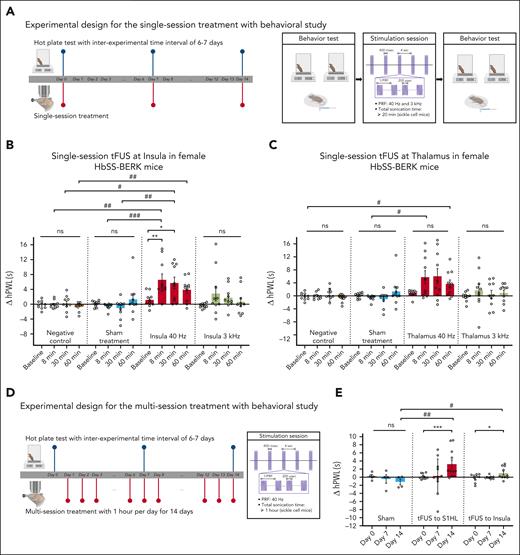 Sustained modulatory effect on heat hyperalgesia with the single- and multisession tFUS stimulation in female HbSS-BERK mice. (A) Experimental design for the single-session treatment with behavioral study. (B) The averaged Δ hPWL stimulated by single-session tFUS with a PRF of 40 Hz at left insula (n = 10) was significantly increased up to 30 minutes in HbSS-BERK mice compared with the pre-tFUS baseline, as well as values from sham (n = 10) and negative control groups (n = 10). Single-session tFUS with a PRF of 3 kHz (n = 10), sham treatment, and negative control did not result in remarkable changes in Δ hPWL compared with the baseline. ∗P < .05, ∗∗P < .01 using 1-way analysis of variance (ANOVA) with Friedman test; #P < .05, ##P < .01, ###P < .001 using 1-wayANOVA with Kruskal-Wallis test. (C) Targeting the thalamus with tFUS using a PRF of 40 Hz (n = 10) and 3 kHz (n = 10) did not result in a prominent modulatory effect compared with the prestimulation baseline, as well as sham-treated mice (n = 10) and negative control mice (n = 10), except for 2 measurements (right panel: #P = .0104, 8 minutes after tFUS with the PRF of 40 Hz and sham treatment; #P = .0277, 60 minutes after tFUS with the PRF of 40 Hz and negative control). ns, not significant, #P < .05 using 1-way ANOVA with Kruskal-Wallis test. (D) Sustained amelioration of heat hyperalgesia was examined in older female HbSS-BERK mice (10 to 15-month-old) by measuring latency to noxious heat stimuli compared with prestimulation baseline upon 14-day tFUS stimulation. (E) After multisession tFUS stimulation with a PRF of 40 Hz to S1HL (n = 11) or insula (n = 10) for 14 days, the averaged changes of Δ hPWL were significantly increased for at least 2 hours compared with the baseline values, as well as sham-treated behavioral change (n = 4). The measurement was conducted at 2 hours after tFUS or sham treatment, indicating that the effect of multisession tFUS stimulation is considered to persist for at least 2 hours. ns, not significant, ∗P < .05, ∗∗∗P < .001 using t test with Wilcoxon 1-tailed signed rank test; #P < .05, ##P < .01 using t test with 1-tailed Mann-Whitney test. ns, not significant.