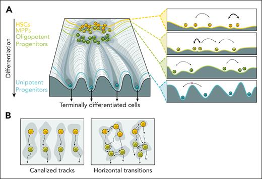 Structure and connectivity of the hematopoietic landscape. (A) Schematic representation shows cell populations with various differentiation potentials on the Waddington landscape. The panels on the right show how different levels with local minima correspond to attractor states and transition likelihoods (indicated by arrow width). (B) The degree of connectivity between HSPC subpopulations is not yet fully understood. Under transplantation settings, lineage commitment is established in some HSCs and maintained in downstream progenitors, forming multiple tracks of differentiation (left). The landscape of steady-state hematopoiesis may allow for more transitions and HSPC fate plasticity (right). MPP, multipotent progenitor.