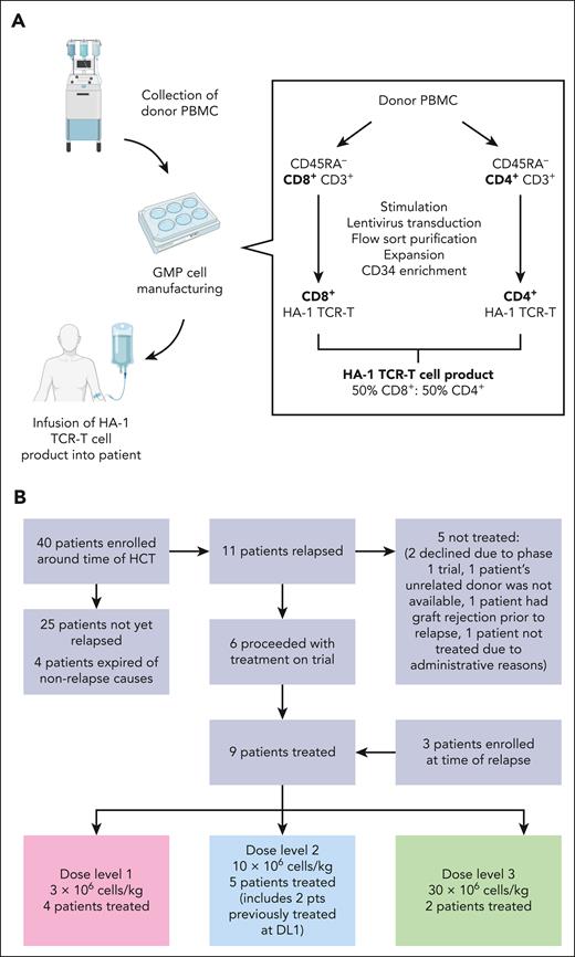 Clinical trial and manufacturing outline. (A) Schematic of clinical trial donor collection, GMP manufacturing, and infusion process. The process entailed the following: (1) collecting HCT-donor peripheral blood mononuclear cells (PBMC) by apheresis; (2) removing CD45RA+ cells from PBMC to reduce the risk of GVHD associated with donor naïve T cells and to skew the product toward a central memory T-cell (TCM) phenotype to enhance in vivo persistence; (3) separating the T cells into predominantly CD4+ and CD8+ fractions to control the CD4:CD8 ratio in the cell product; (4) stimulating and transducing CD4+ and CD8+ T cells in parallel cultures; (5) sorting for T cells expressing the TCR and CD34 tag on a fluorescence-activated cell sorter; (6) expanding; (7) enriching transduced cells using CD34+ antibody–conjugated immunomagnetic beads and a magnetic column; and (8) evaluating the final product. Refer to supplemental Method online for additional details. (B) CONSORT diagram depicting patient enrollment and treatment. The reasons for not treating patients included the following: 2 patients declined treatment within a phase 1 trial, 1 patient’s unrelated donor was not available, 1 patient had graft rejection before relapse, and 1 patient was not treated because of administrative reasons.