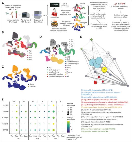 Single-cell RNA sequencing analysis of patient leukemia. (A) Schematic of single-cell RNA-sequencing experimental design and data processing pipeline. (B) Uniform manifold approximation and projection (UMAP) of combined patient data annotated by patient. (C) UMAP of combined patient data annotated by genotype, determined by the souporcell algorithm. (D) UMAP of combined patient data annotated by patient malignant cells and cell type, determined by (B-C) and viewmastR algorithm, respectively. (E) Network map of significantly enriched Gene Ontology (GO) Biological Processes 2021 pathways (P < .05) in genes upregulated (log2FC ≥ 0.25) in blasts after HA-1 TCR-T compared with before the treatment in all 3 patients with preinfusion and postinfusion samples. Bubble size corresponds to larger –log (average adjusted P value) for each pathway. Blue, neutrophil-related pathways; red, cell death/survival; yellow, cytokine signaling; green, metabolism; gray, other processes. (F) Bubble plots illustrate the expression patterns of 5 genes. These genes were identified from the significantly enriched pathways and had a greater log2 fold-change after the infusion in malignant cells compared with the change in nonmalignant cells (log2FC malignant ≥1.5× log2FC normal) in all 3 patients with pre- and post-HA-1 TCR-T samples. (E-F) Postinfusion sample time points: patient 4, day 29; patient 6, day 18; patient 9, day 90. viewmastR images in panel A are from https://github.com/furlan-lab/viewmastR/blob/main/man/figures/viewmaster.png.