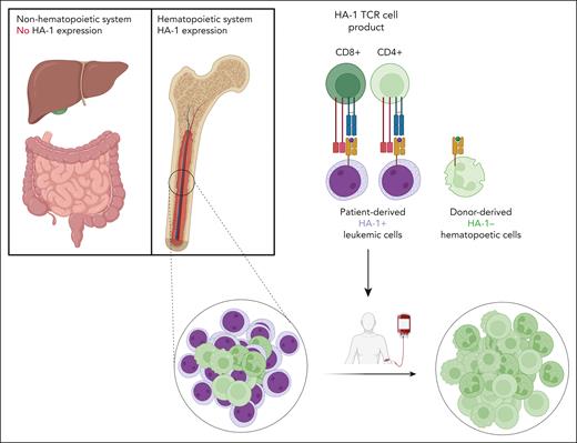 The HA-1 TCR cell product, composed of CD8 and CD4 T cells engineered with an HA-1 TCR and CD8 coreceptor, is infused into patients after allogeneic stem cell transplantation. The HA-1 TCR T-cell product only attacks the hematopoietic cells of the patient, including the malignant cells, whereas the nonhematopoietic tissue as well as donor-derived hematopoiesis are not attacked.