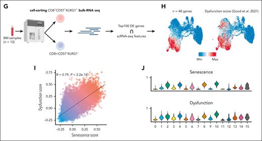 Characterization of CD8+ BM T cells in AML at the transcriptional level. (A) Dot plot of the average expression of selected genes across the CD8+ clusters. (B) Feature plots of selected CD8+ T-cell gene markers. (C) Heat map of DEGs showing the top 10 DEGs for each cluster. (D) Heatmap showing the Spearman correlation of log-normalized counts of the top 500 most variable genes determined by Seurat. Selected genes with a correlation coefficient above the 99th percentile threshold are highlighted on the right. (E) Uniform manifold approximation and projection (UMAP) plot of the distribution of CD8+ T cells colored by selected DEGs. (F) Barplot illustrating the relative frequencies of ProjecTILs states within each of the annotated subsets (C1, C2, C3, and C4). (G) Schematic pipeline used to identify Term/SenL signature using bulk-RNAseq. (H) Feature plot of CD8+ T-cell senescence (left) and dysfunction (right) scores. (I) Pearson correlation of the senescence (x-axis) and dysfunction (y-axis) scores. (J) Distribution of the averaged expression (y-axis) of senescence (top) and dysfunction (bottom) scores across the CD8+ clusters. DEGs, differentially expressed genes; Max, maximum; Min, minimum.