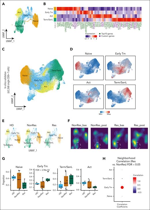 Identification of 4 main CD8+ T-cell subsets and their different proportions across different groups (HD, Res, and NonRes). (A) UMAP colored by the annotated CD8+ T-cell subsets. (B) Heatmap showing the top 10 DEGs (green) and custom markers (violet) across the 4 CD8+ T-cell subsets. (C) UMAP colored by the annotated CD8+ T-cell subsets (large scale scRNAseq data set). (D) Feature plots of CD8+ T-cell states signatures from B (large scale scRNAseq data set; Lasry et al,30 Penter et al,27 Abbas et al,4 and Dufva et al23). (E) UMAP colored by CD8+ T-cell subsets defined in A and split by group (HD, NonRes, and Res). (F) UMAP of CD8+ T cells colored by density and split by group (NonRes, and Res) and time points (bas and post). Dashed lines indicate a Term/SenL area that increases with blasts persistence (G) Boxplots showing the proportion (y-axis) of each CD8+ T-cell subset across the three groups (HD, NonRes, and Res). DA testing was performed using propeller.anova from the speckle R package. (H) Dot plot visualization of the CD8+ T-cell subsets correlated with either Res (red) or NonRes (blue) status. Correlation was computed with rcna R package. Size of dots indicates the statistical significance (large dot, FDR < 0.05; small dot, FDR ≥ 0.05). Bas, baseline; post, post-induction therapy.