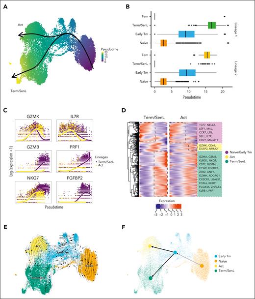 Divergent dynamic changes of CD8+ BM T cells. (A-B) UMAP (A) and box plots (B) depicting 2 predicted developmental trajectories inferred via Slingshot. In the UMAP plot cells are colored according to the pseudotime and the 2 trajectories are labeled based on the terminal cell state (Term/SenL and Act). (C) Line plots showing the smoothed gene expression of genes that are differentially expressed (patternTest) over the different pseudotime trajectories defined in panels A and B. (D) Heatmap of smoothed gene expression of the DEGs obtained using patternTest along the 2 pseudotime trajectories. Depicted on the right are selected genes among the differentially expressed. (E-F) UMAP colored by the annotated CD8+ subsets overlaid with the predicted RNA velocity stream (E) and with inferred latent time trajectories (F) obtained using partition-based graph abstractions (PAGA).