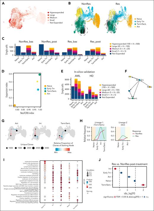Term/SenL clonal expansion skewing associates with nonresponse to therapy. (A) UMAP color-coded by clonal frequency ranges: hyperexpanded (100 < X ≤ 500), large (20 < X ≤ 100), medium (5 < X ≤ 20), small (1 < X ≤ 5), not expanded (0 < X ≤ 1). (B) UMAP color-coded by CD8+ subsets, split by group (NonRes and Res); contours indicate clonally expanded cells (at least 30 cells with the same clonotype). Dashed lines show most clonally expanded cells in NonRes (left) and Res (right). (C) Stacked plot showing cell count for each cluster in specific clonal frequency ranges for NonRes/Res groups and time points (bas and post). Colors indicate the clonal frequencies. (D) Scatterplot showing the expansion index and the NeoTCR8 index of CD8+ T-cell subsets. Dot size represents cell count in log10 scale. (E) Stacked plot from published data sets (Lasry et al30 and Penter et al27; in-silico validation) showing cell counts for clusters assigned to specific clonal frequency ranges for AML and HD groups. (F) Latent time trajectories computed using PAGA, predicting transitions between the CD8+ subsets. (G) UMAP plots showing the clonotype network interactions for Act, Int, and Term/SenL, indicating relative proportion of clones from starting node to ending node. (H) Line plots showing clonal expansion of the largest T-cell clones (hyperexpanded and large) along the Slingshot-computed differentiation trajectories. (I) Dot plot showing gene ontology biological process (GO BP) enrichment analysis for Early Tm, Int, Act, naïve, and Term/SenL. (J) Point-range plot showing pairwise (Res vs NonRes after treatment) proportional difference (Monte Carlo/permutation test) for each CD8+ T-cell subset. The colors indicate the statistical significance (red, FDR < 0.05; blue, FDR ≥ 0.05); the vertical dashed lines mark the absolute value of log2FD cutoff for significance. bas, baseline; post, post-induction therapy.