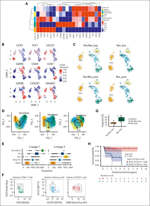 Characterization of CD8+ BM T cells in AML at the protein level and importance of Early Tm/Term imbalance. (A) Heatmap with the fluorescence intensity values of 20 markers across 5 CD8+ BM subsets: naïve (CCR7, CD27, CD28, CD127, and TCF1), Early Tm (CD27, CD28, TCF1, GZMK, CD127, PD-1, and TIGIT), Act (CD38, CD69, GZMK, PD1, and TIGIT), Int (GZMB and Tbet), and Term/SenL (CD57, KLRG1, CX3CR1, and GZMB). Median marker expression identifies the markers that characterize each CD8+ T-cell subset. (B) UMAP plots color-coded by selected single markers’ expression. (C) UMAP plots color-coded by subsets defined in panel A, split by groups and time points. (D) PCA depicting 2 predicted developmental trajectories via Slingshot, colored by CD8+ subsets for the first 3 principal components. In each pairwise combination (PCA_1-PCA_2, PCA_1-PCA_3, and PCA_2-PCA_3), the CD8+ T-cell differentiation path originates from the naïve subset and diverges after the Early Tm subset. The trajectories lead to 2 terminal end states: Act and Term/SenL. (E) Box plot showing the distribution of the CD8+ T-cell subsets along the inferred trajectories. (F) Contour plots illustrating Early Tm subset gating and percentage among memory CD8+ T cells. (G) Box plot showing proportion of the Early Tm subset in Res and NonRes at bas. Statistical significance was examined using a 2-sample Student t test. (H) Kaplan-Meier estimates of OS by high vs low Early Tm/Term ratio calculated using the median split. Statistical significance was calculated using the log-rank test. PCA, principal component analysis.