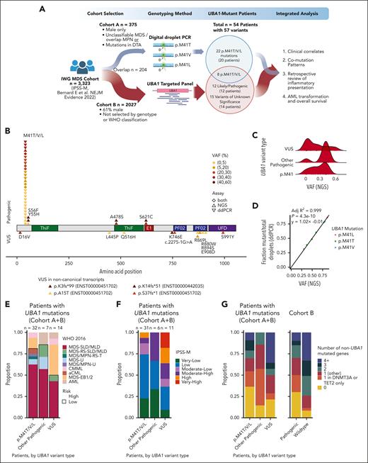 Prevalence of UBA1 mutations in MDS. (A) Schematic of study design showing cohort A (top) profiled by ddPCR and cohort B (bottom) profiled by NGS for UBA1 mutations. (B) Lollipop plot showing likely pathogenic mutations (top) and VUS (bottom) in UBA1 detected by ddPCR and/or NGS. Variants are colored by VAF and point shape indicates whether the variant was detected by ddPCR, NGS, or both. VUS in the noncanonical transcripts are reported below the x-axis. (C) VAF of UBA1 mutations detected by NGS in cohort B, adjusted for single copy of chromosome X in males. (D) Correlation of UBA1 NGS VAF and ddPCR mutant droplet fraction for patients (n = 8) with UBA1 p.M41T/V/L variants detected by both assays. (E) Stacked bar plot of WHO 2016 classification (available for n = 53/54). (F) Stacked bar plot of IPSS-M risk category (available for n = 48/54). (G) Stacked bar plot of number of co-occurring mutations in 54 patients with UBA1-mutated MDS (left) and cohort B (right).
