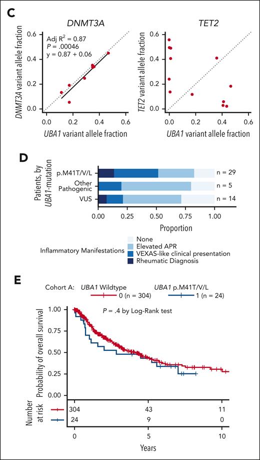 Comutation patterns and clinical presentation of UBA1-mutated MDS. (A) Oncoprint for the total cohort of patients with UBA1-mutant MDS (n = 54) including results of retrospective review of clinical history for inflammatory features (bottom). Patients are ordered by decreasing UBA1 VAF per group (p.M41, non-p.M41 pathogenic, and VUS). (B) Frequency of comutations in patients with UBA1-mutated and –wild-type MDS. (C) VAF of pathogenic UBA1 and co-occurring DNMT3A (left) and TET2 (right) mutations. UBA1 VAF was adjusted for single copy of ChrX for comparison with heterozygous mutations in this analysis. Gray dashed line represents the identity line. Black solid line represents a linear model fit to the data. (D) Stacked bar plot of clinical inflammatory manifestations for n = 54 patients. (E) Kaplan-Meier curve for overall survival in cohort A (ddPCR) of patients with MDS with (blue) or without (red) UBA1 p.M41T/V/L mutations. Number of patients per group and P values are indicated on the plot. APR, acute phase reactants; ESR, erythrocyte sedimentation rate; LDH, lactate dehydrogenase.