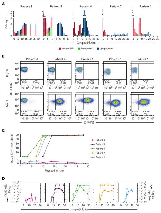 CAR-37 T-cell expansion after infusion. (A) The absolute numbers of neutrophils, monocytes, and lymphocytes per microliter of blood after CAR-37 infusion (day 0) are shown. (B) Flow cytometry dot plots of CD3+EGFR+ CAR-37 T cells in peripheral blood are shown on day −5 (before CAR-37 T-cell infusion) and day 14 after CAR-37 T-cell infusion. (C) The percentage of CD3+ cells that were EGFR+ as detected in patient peripheral blood by flow cytometry over time after CAR-37 T-cell infusion on day 0 is shown. (D) The number of CAR-37 T cells per microliter of peripheral blood is shown as calculated from the percentage of CD3+EGFR+ cells detected by flow cytometry and the absolute lymphocyte count (left y-axis, closed symbols), as well as the VCN, reported as copies per microgram of DNA (right y-axis, open symbols), over time after CAR-37 T-cell infusion. PE, phycoerythrin.