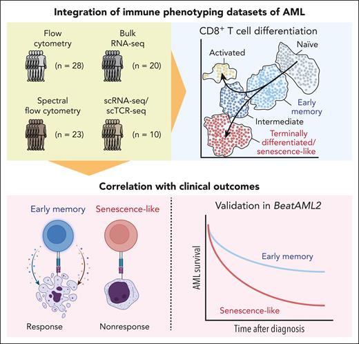 By analyzing several complementary immune phenotyping data sets, Mazziotta et al develop an annotation that follows the differentiation trajectory of CD8+ T cells from naïve via early memory to terminally differentiated “senescence-like” cells. Using this annotation, the authors find associations with response to induction chemotherapy and overall survival in AML across multiple cohorts, including a reanalysis of the BeatAML2 cohort. scTCR-seq, single cell TCR sequencing.