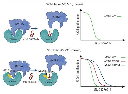 JNJ-75276617 (bleximenib) is active in the presence of wild-type and mutated menin. Mutations to MEN1 (menin), such as M327I and T349M, have been observed in patients with acquired clinical resistance to the menin-KMT2A inhibitor revumenib. Kwon et al show that the menin-KMT2A inhibitor JNJ-75276617 can block the interaction between KMT2A and wild-type menin or menin bearing the M327I or T349 mutation. JNJ-75276617 is also effective at inhibiting proliferation of cells expressing wild-type or mutant menin.