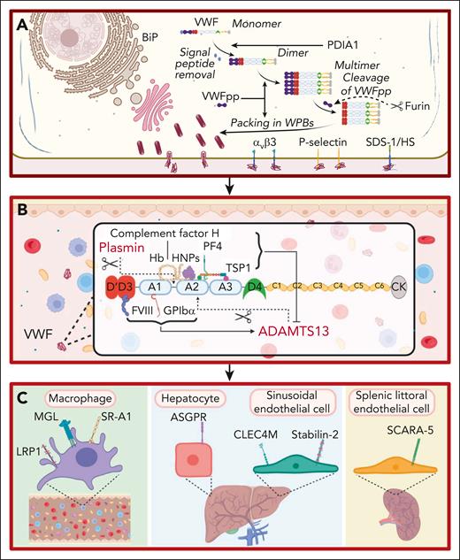Ligands involved in the life cycle of VWF. (A) Ligands involved in VWF biosynthesis and secretion. VWF trafficking through the endoplasmic reticulum is regulated by interaction with ligands including binding-immunoglobulin protein (BiP). VWFpp plays key roles in regulating VWF multimerization and packing in WPB. Furin cleaves VWFpp from mature VWF. VWF strings can be tethered on the surface of activated ECs by ligands including integrin αvβ3, P-selectin, and syndecan-1 (SDC-1)–linked heparan sulfate (HS). This figure includes many but not all ligands involved in VWF biosynthesis and secretion. (B) Ligands involved in VWF proteolysis. ADAMTS13 and plasmin independently proteolyze VWF. FVIII and GPIbα binding to VWF promote ADAMTS13-mediated proteolysis. Conversely, binding of PF4, complement factor H, hemoglobin, human neutrophile peptides, and thrombospondin 1 (TSP1) to VWF all attenuate VWF proteolysis by ADAMTS13. This figure includes many but not all ligands involved in VWF proteolysis. (C) Ligands involved in regulating VWF clearance. Macrophage receptors implicated in regulating VWF clearance include the low-density lipoprotein receptor–related protein 1 (LRP1), macrophage galactose lectin (MGL), and scavenger receptor class A member I (SR-A1). In addition, the asialoglycoprotein receptor (ASGPR) on hepatocytes, and C-type lectin domain family 4 member M (CLEC4M) and stabilin-2 (STAB2) on sinusoidal ECs also contribute to VWF clearance. Finally, scavenger receptor class A member 5 (SCARA5) on splenic littoral ECs has also been reported to interact with VWF.