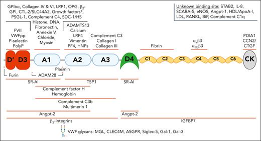 A broad spectrum of ligands interacts with VWF through binding sites across all its domains. VWF has been reported to interact with a wide variety of structurally diverse binding partners. The binding sites for some of these ligands has been localized to specific domains. This figure includes many but not all the reported VWF-ligands. The asterisk (∗) indicates growth factor interactions: VEGF-A165, PIGF-2, PDGF-AA/BB/CC/DD, FGF-2/7/18, TGF-β1, BMP-2, NGF-β, NT-3, and CXCL-12γ. ADAM28, A disintegrin and metalloproteinase 28; ApoA-I, apolipoprotein A-I; ASGPR, asialoglycoprotein receptor; β2-GPI, β2 glycoprotein I; BMP-2, bone morphogenetic protein 2; CCN2/CTGF, connective tissue growth factor; CTL-2, choline transporter-like protein 2; CXCL-12γ, C-X-C motif chemokine ligand 12 gamma; eNOS, endothelial nitric oxide synthase; HDL, high-density lipoprotein; HNPs, human neutrophil peptides; IGFBP7, insulin-like growth factor–binding protein 7; IL-8, interleukin-8; LDL, low-density lipoprotein; MGL, macrophage galactose lectin; NGF, nerve growth factor; NT-3, neurotrophin-3; PDGF, platelet-derived growth factor; PDIA1, protein disulfide isomerase A1; PF4, platelet factor 4; PIGF-2, placental growth factor-2; PolyP, polyphosphate; PSGL-1, P-selectin glycoprotein ligand-1; RANKL, RANK ligand; Siglec-5, sialic acid–binding immunoglobulin-like lectin 5; Slc44a2, solute carrier family 44 member 2; TGF, transforming growth factor.