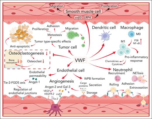 VWF interacts with a variety of different cell types to influence both physiological and pathological processes. The diverse biological roles of VWF are mediated through effects upon ECs, neutrophils, leucocytes, macrophages, dendritic cells, tumor cells, smooth muscle cells, and osteoclasts as illustrated. VWF may potentially effect other types of cells which are not included in this figure. LRP4, low-density lipoprotein receptor–related protein 4; M0, undifferentiated macrophage; M1, proinflammatory macrophage; NETosis, formation of neutrophil extracellular traps; P38, protein kinase 38; Tie-2, tyrosine kinase with immunoglobulin-like and epidermal growth factor-like domains 2; FGD5, FYVE, RhoGEF, and PH domain–containing protein 5; VEGFR-2, vascular endothelial growth factor receptor 2.