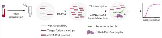 PML::RARA and BCR::ABL1 SHERLOCK. Schematic diagram of SHERLOCK assay from sample preparation to readout.