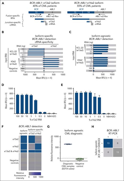 Design and validation of BCR::ABL1 p210 SHERLOCK assay for CML. (A) Illustration of BCR::ABL1 p210 target-specific assay design strategy with fusion-specific RT-RPA primers and junction-specific crRNA guides. (B) LOD for isoform-specific BCR::ABL1 p210 RNA. (C) LOD for isoform-agnostic BCR::ABL1 RNA. Dilution series of K562 and KCL-22 RNA measuring LOD for (D) e13a2 RNA and (E) e14a2 RNA as a percentage of a fixed 10 ng of total RNA input. (F) Heat map illustrating background-subtracted fluorescence intensity for isoform-specific and isoform-agnostic CML BCR::ABL1 SHERLOCK using RNA extracted from patient samples. (G) Background-subtracted fluorescence from isoform-agnostic CML BCR::ABL1 SHERLOCK performed on diagnostic BCR::ABL1 RT-PCR–positive samples (n = 13) and control samples (n = 13). (H) Summary concordance of isoform-agnostic CML BCR::ABL1 SHERLOCK and BCR::ABL1 RT-PCR.