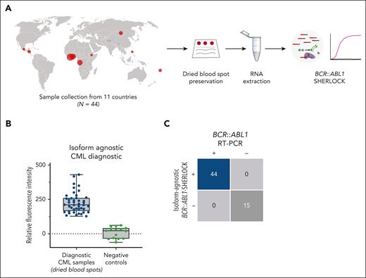 Validation of CML BCR::ABL1 SHERLOCK on dried blood spot samples. (A) Schematic diagram illustrating the sources of dried blood spot samples and approach to testing by isoform-agnostic CML BCR::ABL1 SHERLOCK. Red points indicate sample country of origin, and size of point reflects number of samples from country. (B) Background-subtracted fluorescence from isoform-agnostic CML BCR::ABL1 SHERLOCK performed on diagnostic BCR::ABL1 RT-PCR–positive CML dried blood spots samples (n = 44) and BCR::ABL1 RT-PCR–negative controls (n = 15). (C) Summary concordance of isoform-agnostic CML BCR::ABL1 SHERLOCK results and BCR::ABL1 RT-PCR in field-based dried blood spot CML and control samples.
