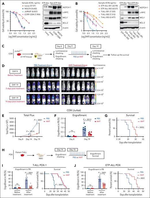 HHT showed in vitro and in vivo antileukemic activity in T-ALL. (A) T-ALL cell lines, including the ETP-ALL cell line Loucy, were treated with HHT for 24 hours. Cell viability was assessed using the CellTiter-Glo, and IC50 at 24 hours was calculated (left). The values were normalized to the average of the untreated samples for each cell line. Western blot analysis was conducted to assess NOTCH1, c-MYC, MCL1, and BCL-2 levels in T-ALL cell lines with β-actin as the loading control (right). (B) Cell viability of primary blasts of patients with T-ALL treated with HHT for 24 hours was assessed using CellTiter-Glo. The IC50 at 24 hours was calculated (left). Western blot analysis of NOTCH1, c-MYC, MCL1, and BCL-2 levels was performed in samples of patients with T-ALL with β-actin as the loading control (right). (C-G) Experimental design and results of the cell line-derived xenograft (CDX) model. (C) Schematic experimental design. JurkatLuc+ T-ALL cells (2 × 106 cells per mouse) were IV injected into NSG mice. Eight days later, these mice (n = 7 for each group) were treated with vehicle (PBS) or HHT (1 mg/kg body weight) for 10 days. (D-E) Leukemic burden was determined by luminescence imaging on day 8 (before treatment), day 14 (5 days after treatment), and day 19 (10 days after treatment). (F-G) Percentages of blasts in peripheral blood (PB) (F) and survival (G) of the above 2 groups of mice are shown. (H-J) Experimental design and results of the PDX models. (H) Schematic experimental design of the PDX models. Two PDXs were generated by transplanting blasts from 1 patient with T-ALL or from 1 patient with ETP-ALL (1 × 106 cells per mouse) IV into NSG mice. Two weeks later, these mice were treated with vehicle (PBS) or HHT (1 mg/kg body weight) for 10 to 12 days. (I-J) The percentage of blasts in the PB and survival of the T-ALL PDX (I; n = 9 mice for each group) and ETP-ALL PDX (J; n = 10 mice for each group) models are shown. For the western blot (WB) analysis in panels A-B, 1 of 3 independent experiments with similar results are shown. Statistical analysis was conducted using the 2-tailed, unpaired Student t test. Survival was analyzed using the log-rank test. Results shown represent the mean ± standard error of mean (SEM). Significance values: ns, not significant.