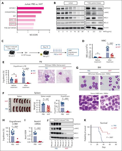 HHT exhibits antileukemic activity by inhibiting the NOTCH1/MYC pathway. (A) RNA sequencing analysis was performed on Jurkat cells treated with PBS or HHT (10 or 15 ng/mL) for 24 hours. Normalized enrichment scores (NES) of the top 6 gene sets downregulated by HHT treatment were identified through integrated analysis. (B) Jurkat cells (left) and blasts from patient with T-ALL (right, T-ALL 003) were treated with increasing concentrations of HHT for 24 hours, followed by western blot analysis for NOTCH1, c-MYC, MCL1, and BCL-2 levels with β-actin as the loading control. (C-K) Experimental design and results of the Notch1–induced T-ALL model. (C) Schematic experimental design. BM cells (2 × 105 cells per mouse) from the Notch1–induced T-ALL mice (B6-Ly5.2) were transplanted into congenic recipient mice (B6-Ly5.1, n = 7 mice per group), and 10 days after transplantation these mice were treated with vehicle (PBS) or HHT (1 mg/kg body weight). (D) White blood cell (WBC) counts; (E) percentages of leukemic blasts in PB and representative PB smears; (F) spleen size, weight, and percentages of leukemic blasts; (G) representative BM smears and femur hematoxylin and eosin (H&E) staining; (H) percentages of blasts in BM; (I) mRNA expression levels of Notch1 in BM cells; (J) western blot analysis of NOTCH1; c-MYC, and MCL1 in BM cells, with β-actin as the loading control; and (K) survival of the HHT-treated (n = 9) vs PBS-treated (n = 10) mice are shown. Statistical analysis was conducted using the 2-tailed, unpaired Student t test. Survival was analyzed using the log-rank test. Results shown represent the mean ± SEM. Significance values: ns, not significant.