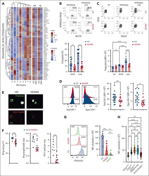 Actin remodeling and adhesion defects in NK cells from patients with MM. (A) Heatmap of leading-edge genes standardized expression from the “regulation_of_actin_cytoskeleton” KEGG pathway across NK clusters or disease state (see GSEA analysis in Figure 2G-H). (B) FACS plots and graph showing conjugates between cell trace violet-labeled thawed HD or NDMM NK cells and RPMI8226 stained with PKH67 and coated or not with isatuximab at a ratio of 2:1 for 15 minutes. (C) FACS plots and graph showing PKH67 acquisition (trogocytosis) by thawed HD or MM NK cells in the presence of RPMI8226, stained with PKH67 and coated or not with isatuximab at a ratio of 2:1 for 4 hours. (D) FACS plots and graphs showing total or open LFA-1 expression by thawed HD and NDMM NK cells on ICAM-1 coated wells for 4 hours. (E) Representative pictures showing actin ring formation (phalloidin; green) and open LFA-1 (m24; red) by thawed MM or HD NK cells plated on ICAM-1–coated wells for 20 minutes. (F) Graph showing the actin ring area, length/width ratio and LFA-1 spots per rings in the indicated conditions. Each dot represents the mean of at least 50 NK cells from each donor. (G) Phalloidin expression by thawed PB Lin–CD56+ NK cells from HD, NDMM, and relapsed/refractory MM analyzed by flow cytometry. (H) Phalloidin expression by the indicated NK cells subsets from NDMM identified as in Figure 3B. Each dot represents an independent donor. ∗P < .05; ∗∗P < .01; ∗∗∗P < .001; Mann-Whitney test or ANOVA with Tukey post hoc test analysis.