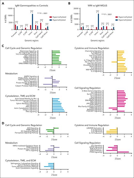 DMR analysis and corresponding pathways. Analysis of DMRs and methylation-based pathway analysis integrating RNA expression data in IgM gammopathies compared with normal controls (A,C) and WM compared with IgM-MGUS (B,D). DMR statistical analysis was conducted using the Pearson χ2 analysis comparing expected with observed values to determine P value. AKT, protein kinase B; AMPK, AMP-activated protein kinase; ECM, extracellular matrix; EGF, epidermal growth factor; EIF, eukaryotic initiation factor; ERBB4, erb-b2 receptor tyrosine kinase 4; ERK, extracellular signal-regulated kinase; FAK, focal adhesion kinase; GM-CSF, granulocyte-macrophage colony-stimulating factor; IGF-1, insulin-like growth factor 1; ILK, integrin-linked kinase; MSP-RON, macrophage stimulating protein-recepteur d'origine nantais; PAK, p21 activated protein kinases; PD-1, programmed cell death protein; PDL-1, programmed death-ligand 1; PPAR, peroxisome proliferator-activated receptor; PTEN, phosphatase and tensin homolog; RXR, retinoid X receptor; TGF, transforming growth factor; Th1, T helper cell 1; TME, tumor microenvironment; VEGF, vascular endothelial growth factor.