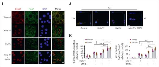 Iron induces the nuclear translocation of Foxo1 and Smad in hepatocytes. (A-D) Eight-week-old male wild-type C57BL/6J mice received a 3-hour acute (ferrous sulfate, 2 mg/kg body weight, oral gavage) or 3-day chronic iron challenge (rodent diet containing 8.24 g carbonyl iron per kg). (A-C) Serum iron levels (A), Bmp6 mRNA (B), and Hamp1 mRNA (C) were measured in the liver tissues. (D) Nuclear Foxo1 and Smad proteins were detected (left) and quantified (right) in the hepatocytes. (E-F) Primary hepatocytes treated with holo-Tf or BMP6 at indicated time duration. (E-F) Foxo1 and Smad proteins were measured by nucleocytoplasmic separation (E) and quantified (F). (G) Primary hepatocytes treated with holo-Tf or/and BMP6 for 7 hours; Foxo1 and Smad proteins were measured by nucleocytoplasmic separation (left panel) and quantified (right panel). (H) Hepcidin (Hamp1) mRNA expression levels in the primary hepatocytes treated with holo-Tf and/or BMP6 at indicated time duration. (I-K) Primary hepatocytes treated with holo-Tf and/or BMP6 for 7 hours; the immunofluorescence (I), corresponding 3-dimensional visualization (J), percentage (K) (left panel) and mean fluorescence intensity (MFI, right panel) of nuclear Foxo1 and Smad1 were analyzed. Nuclear translocation and MFI of Foxo1 and Smad1 were quantified using 10 representative images from 3 independent experiments (scale bar, 20 μm). Primary hepatocytes in panels E-K were isolated from 8-week-old male wild-type 129S2/SvPasCrl mice. The concentration of holo-Tf was 30 μM and BMP6 was 20 ng/mL. Results from quantitative polymerase chain reaction (qPCR) were obtained from 3 biological replicates. Quantification of western blot was obtained from 3 independent experiments. ∗P < .05; ∗∗P < .01; ∗∗∗P < .001. The P value was calculated by the 1-way analysis of variance (ANOVA) with the Sidak multiple comparison test. For panels A-D, significance label indicates the comparison between treated group and untreated group. For panels F,H, significance label indicates the comparison with the 0-time point, a negative control cultured for 24 hours without holo-Tf or BMP6 treatment.
