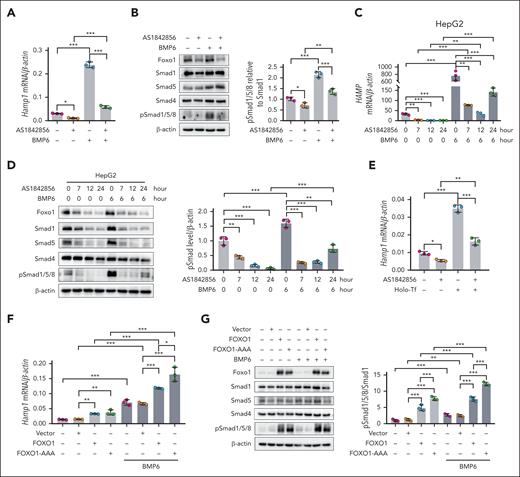 Foxo1 modulates hepcidin expression in hepatocytes. (A-B) Primary hepatocytes treated with the Foxo1 specific inhibitor AS1842856; (A) hepcidin (Hamp1) mRNA expression (A) and pSmad1/5/8 (B) were measured under basal or BMP6 treated condition (AS1842856, 10 μM, 7 hours; BMP6, 20 ng/mL, 6 hours; cells were treated with AS1842856 1 hour before the addition of BMP6). (C-D) HepG2 cells were treated with the Foxo1 specific inhibitor AS1842856; hepcidin (HAMP) mRNA (C) and pSmad1/5/8 (D) were measured at indicated time duration (left) and quantified (right). Cells were treated with 10 μM AS1842856 1 hour before the addition of 20 ng/mL BMP6. (E) Primary hepatocytes were treated with the Foxo1-specific inhibitor AS1842856; holo-Tf-induced Hamp1 mRNA expression was measured (AS1842856, 10 μM, 7 hours; holo-Tf, 30 μM, 6 hours; cells were treated with AS1842856 1 hour before the addition of holo-Tf). (F-G) Primary hepatocytes were transfected with the pCDNA3.1 vector containing human wild-type FOXO1 or the constitutively active form of FOXO1 (FOXO1-AAA) for 24 hours; Hamp1 expression (F) and pSmad1/5/8 (G) were measured under basal and BMP6 treated conditions. Cells were treated with 20 ng/mL BMP6 for 6 hours before the end of plasmids transfection. Primary hepatocytes were isolated from 8-week-old male wild-type 129S2/SvPasCrl mice. Results from qPCR were obtained from 3 biological replicates. Quantification of western blot was obtained from 3 independent experiments. ∗P < .05; ∗∗P < .01; ∗∗∗P < .001. The P value was calculated by the 1-way ANOVA with the Sidak multiple comparison test.