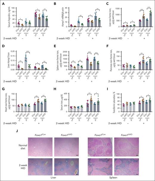 Foxo1iLKO mice display disturbed iron metabolism under both ND and HID.Foxo1iLKO and Foxo1iCon mice were maintained on an ND or a 2-week HID before they were euthanized at age 8 weeks. Iron-related phenotypes were assessed. (A) Serum hepcidin levels. (B) Liver hepcidin (Hamp1) mRNA expressions. (C) Liver nonheme iron concentrations. (D) Liver Hamp1 mRNA/liver nonheme iron concentration ratios (Hamp1/iron). (E) Spleen nonheme iron concentrations. (F) Pancreas nonheme iron concentrations. (G) Heart nonheme iron concentrations. (H) Serum iron levels. (I) Transferrin saturation levels. (J) Perls iron staining of the liver and spleen tissues (scale bar, 100 μm). ♂, male mice; ♀, female mice; n = 5 to 7 in each group. ∗P < .05; ∗∗P < .01; ∗∗∗P < .001. The P value was calculated by the 1-way ANOVA with the Sidak multiple comparison test in sex- and diet-matched data.